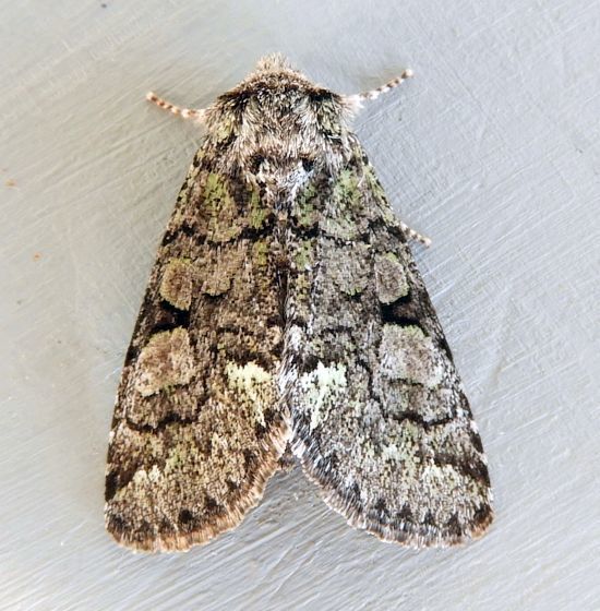 Viridemas galena