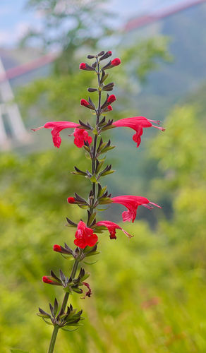 Tropical sage