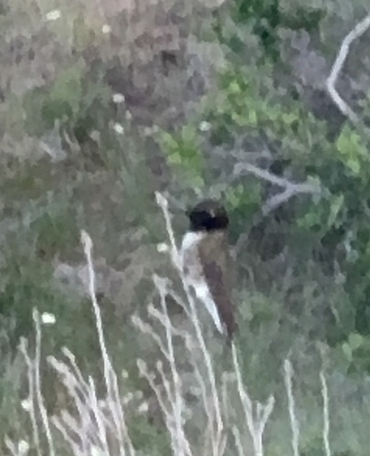 Black-chinned Hummingbird observed by jbowers1966