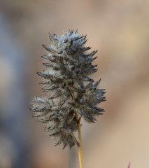 Tribolium hispidum