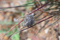 Tribolium hispidum