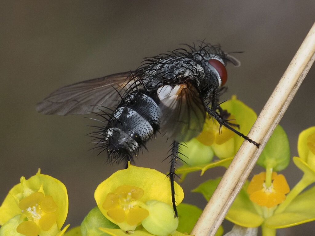 Pachystylum bremii