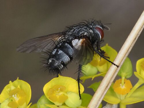 Pachystylum bremii