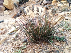 Tribolium hispidum