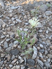 Chaenactis macrantha