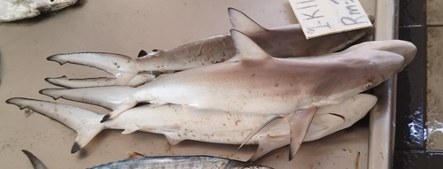 Spot-tail Shark
