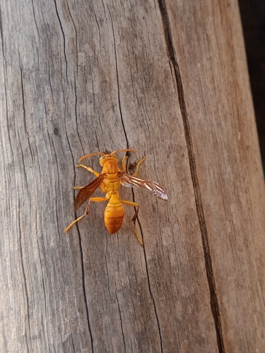 Arabian paper wasp