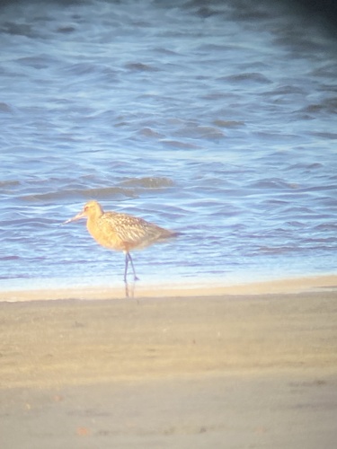 iNaturalist image