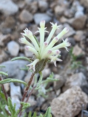 Chaenactis macrantha