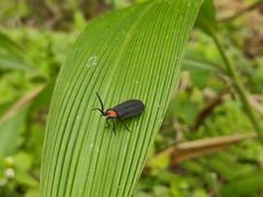 Pyrocoelia formosana