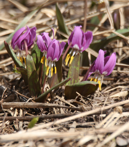 Erythronium sibiricum, photograph 6