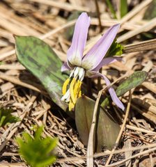Erythronium sibiricum, photograph (c) Andrew Bazdyrev, some rights reserved (CC BY)