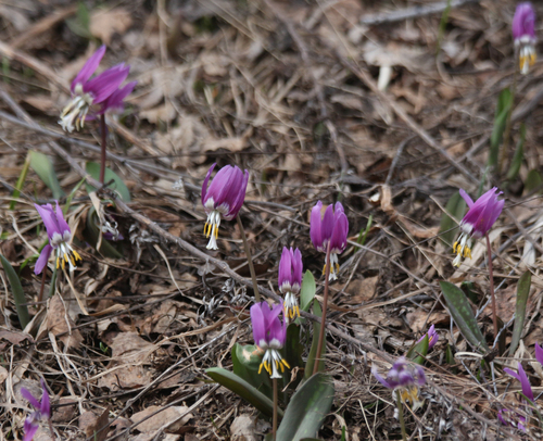 Erythronium sibiricum, photograph 4