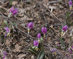 Erythronium sibiricum, photograph (c) Andrew Bazdyrev, some rights reserved (CC BY)