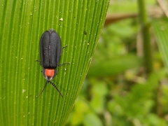 Pyrocoelia formosana