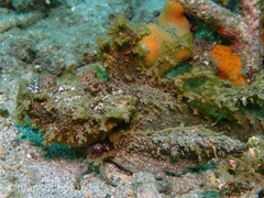 Goblinfish photo 5