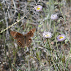 Junonia nigrosuffusa