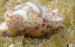 Lamprohaminoea cymbalum