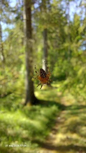 Cross Orbweaver