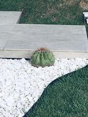 Melocactus