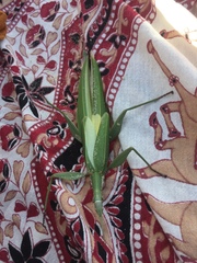 Tropidoderus childrenii