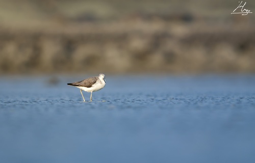 iNaturalist image