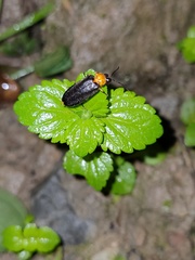 Abscondita cerata
