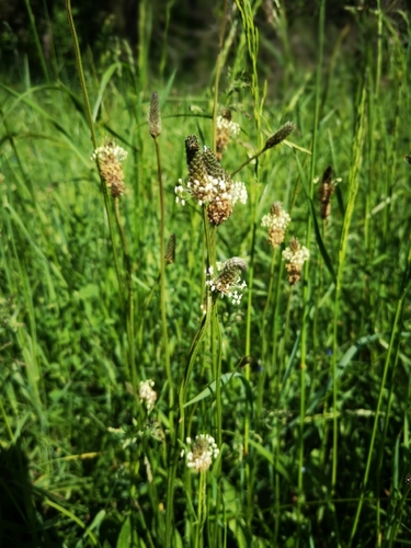Siauralapis gyslotis