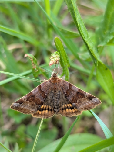 Burnet Companion