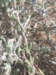 Enchylaena tomentosa