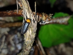 Abscondita cerata