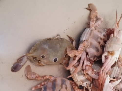 Three-spotted Swimmer Crab