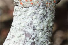 Pertusaria pertractata