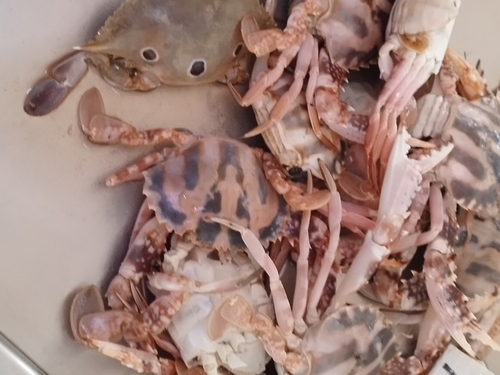 Coral Swimmer Crab