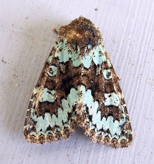 Paramiana perissa