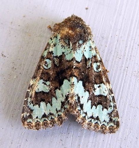 Paramiana perissa