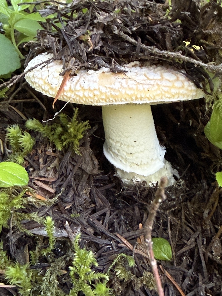 Sunshine Amanita
