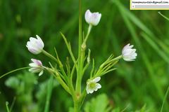 Eriocapitella rivularis