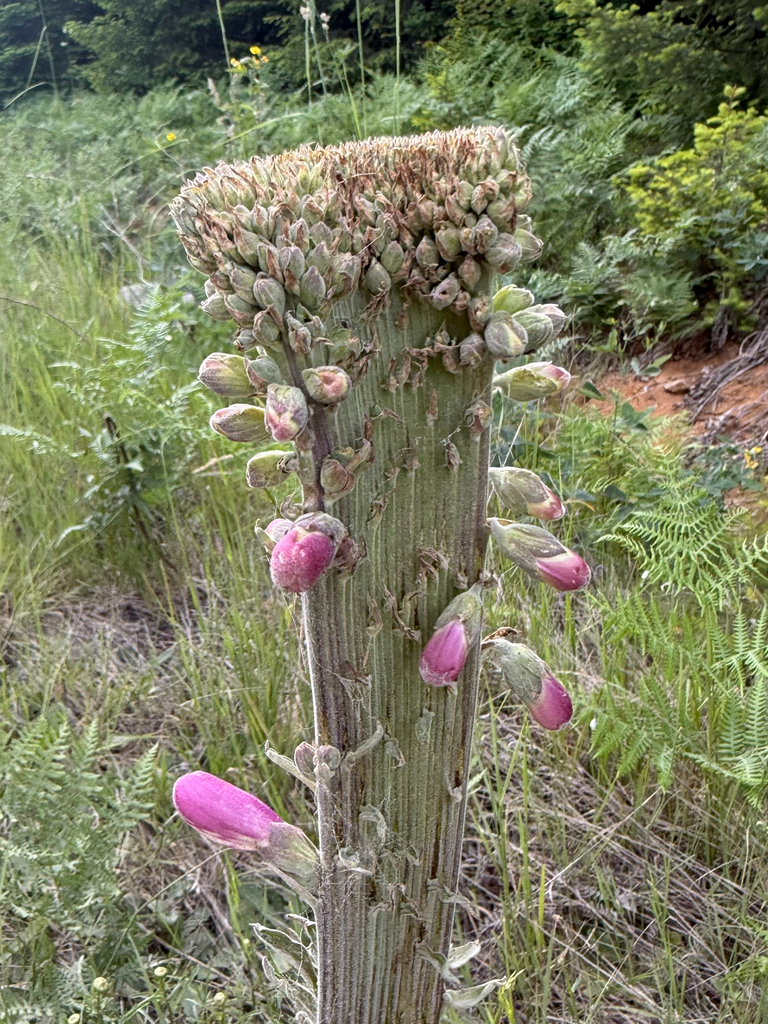 Foxglove spire of purple thimble-shaped flowers