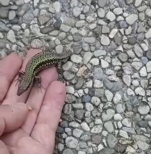 Common Wall Lizard