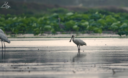 Eurasian Spoonbill