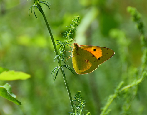 Clouded Yellow