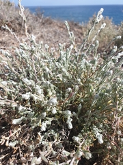 Enchylaena tomentosa