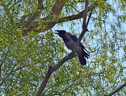 Hooded Crow