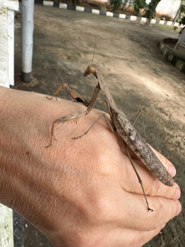 Flag Mantis