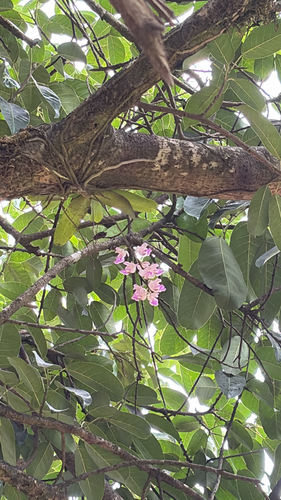 Aerides crispa, 2026-06-02