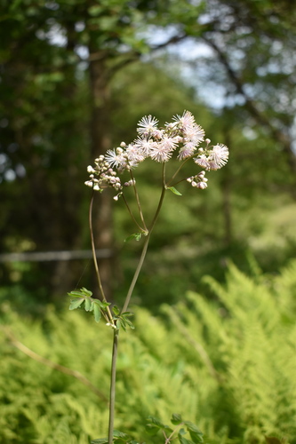 French meadow-rue