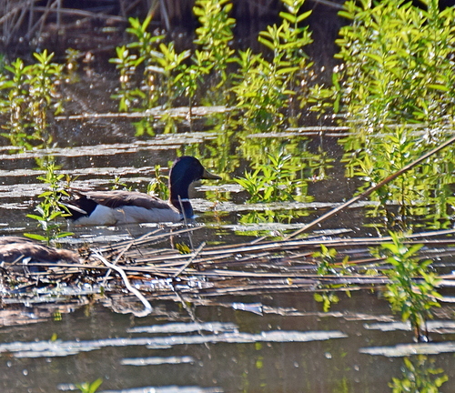 Mallard