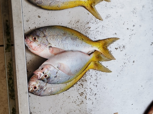 Yellowtail Fusilier