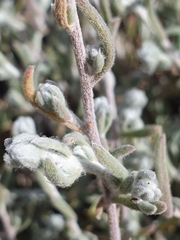 Enchylaena tomentosa